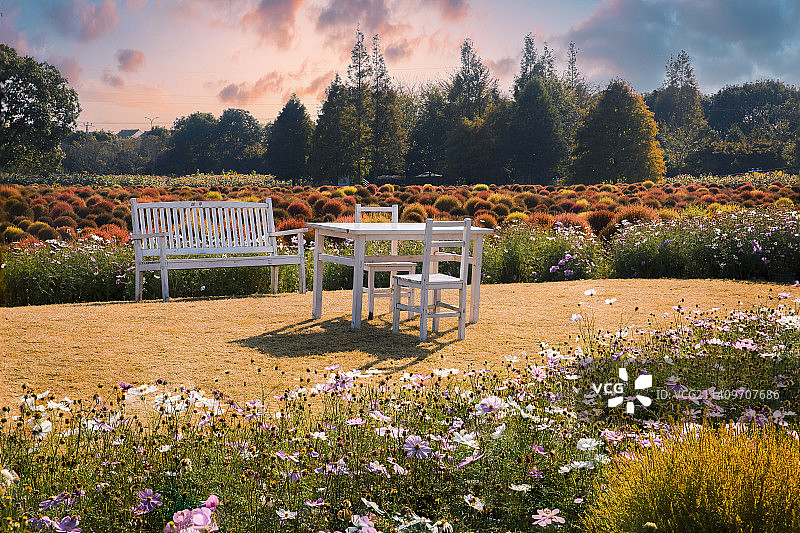 上海市金山区朱泾镇花开海上生态园地肤草开满园图片素材