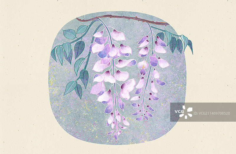 肌理岩彩风格植物系列紫藤花图片素材