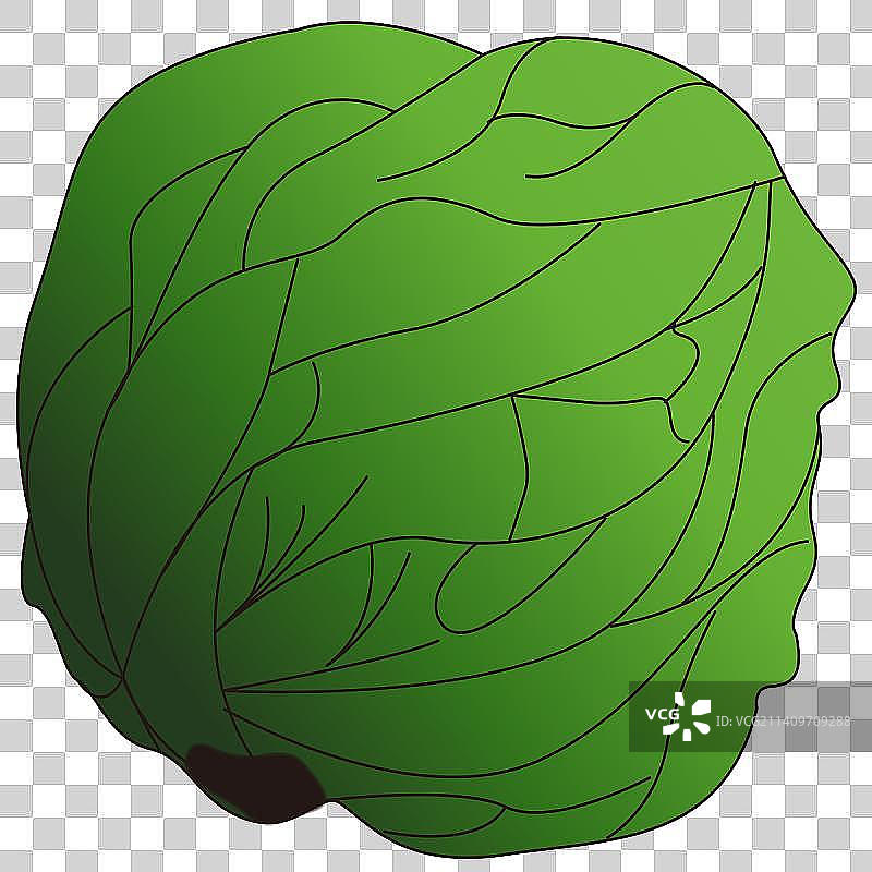 洋白菜|免扣素材图片素材