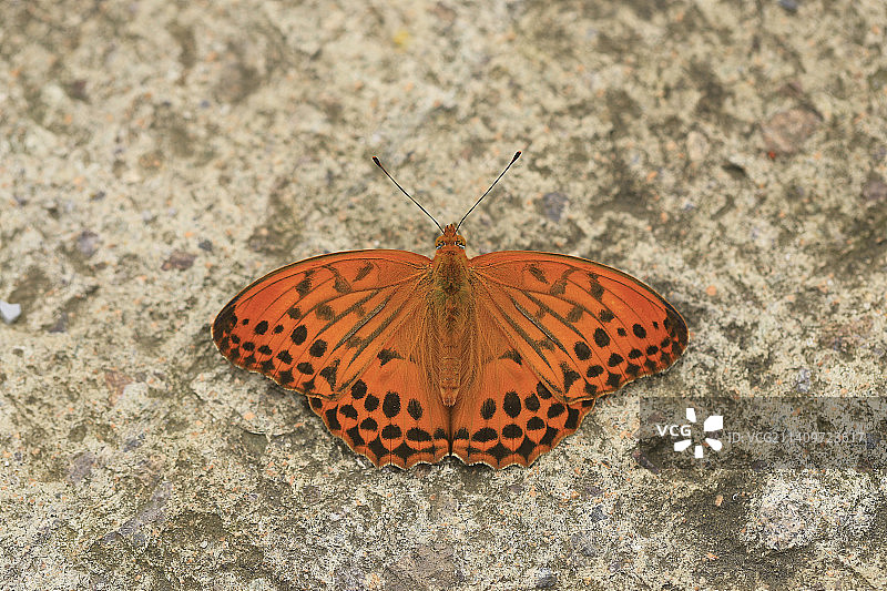 地面上的青豹蛱蝶图片素材