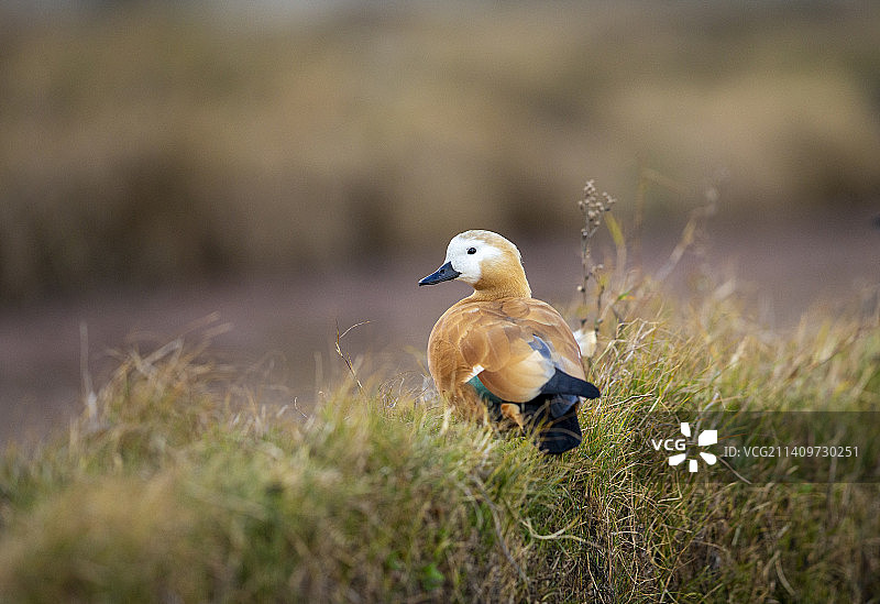 赤麻鸭图片素材