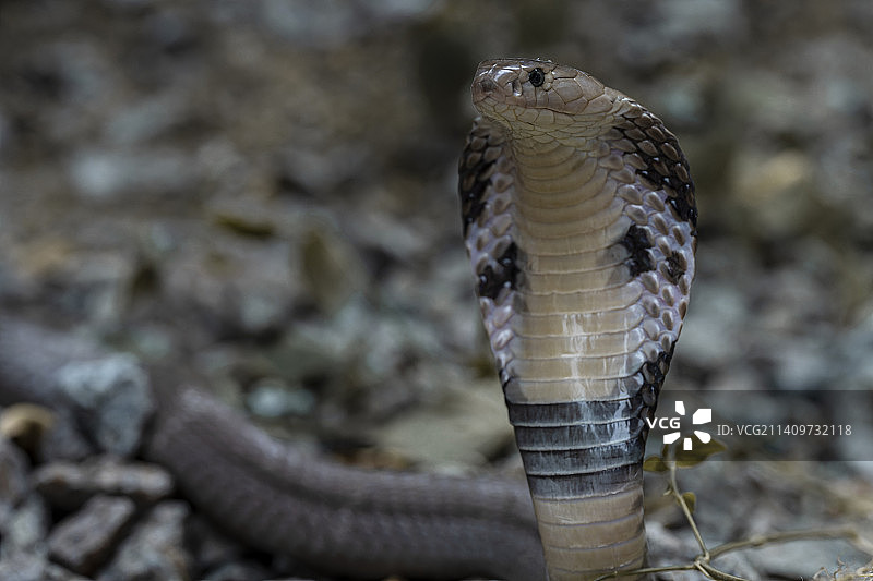 舟山眼镜蛇（中华眼镜蛇）图片素材
