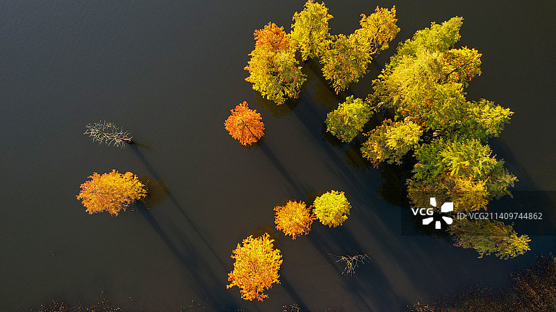 南京的红衫林，色彩斑斓，如诗如画图片素材