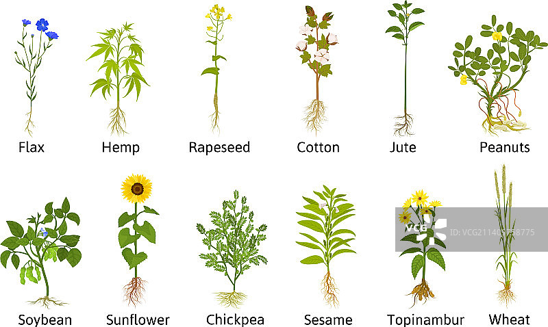 技术花卉植物合集图片素材