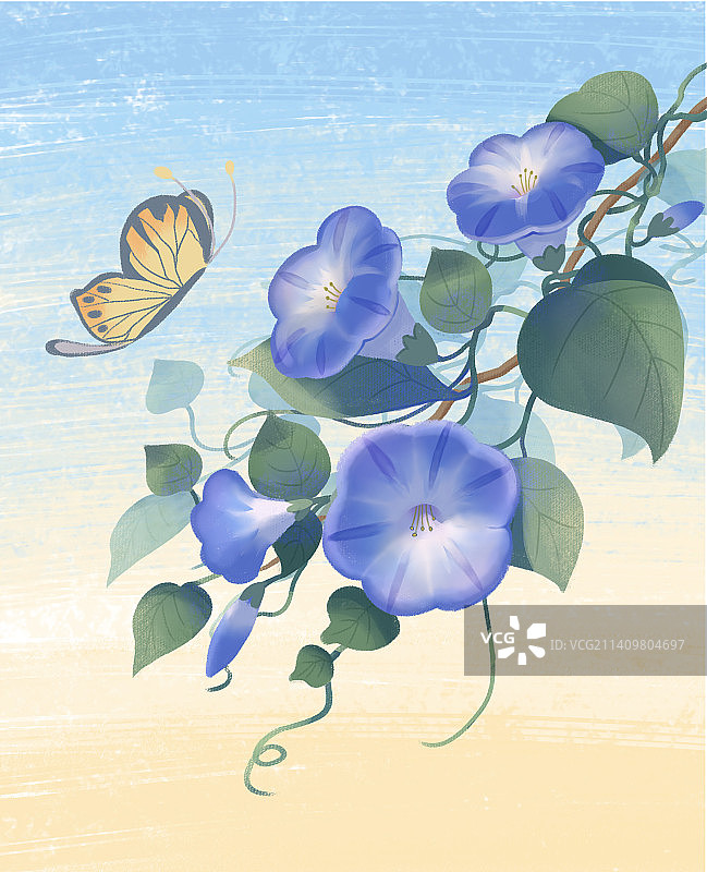 牵牛花图片素材