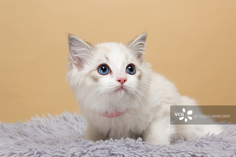 纯色背景下的布偶猫图片素材