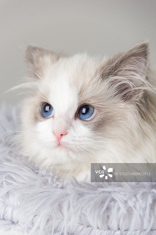 纯色背景下的布偶猫图片素材