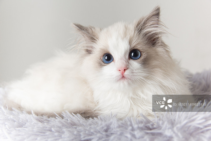 纯色背景下的布偶猫图片素材