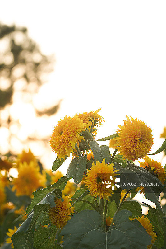 阳光下的向日葵图片素材