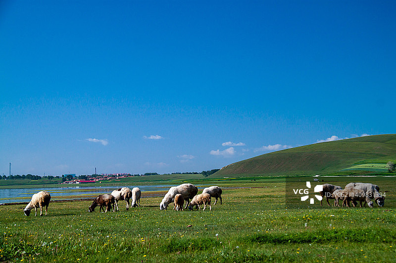 坝上草原的羊群图片素材