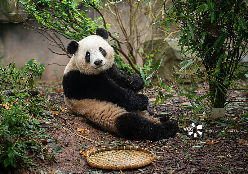 大熊猫图片素材