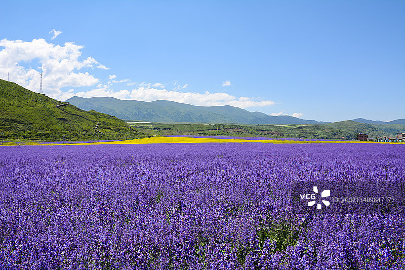 四川阿坝川主寺成片的薰衣草花田和油菜花田图片素材