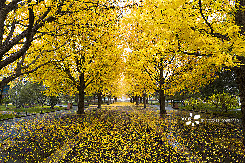 银杏大道图片素材