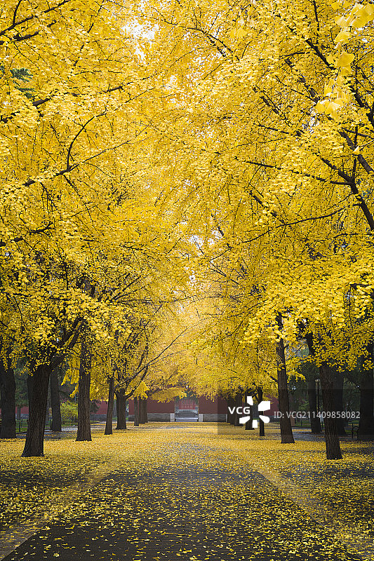 银杏大道图片素材