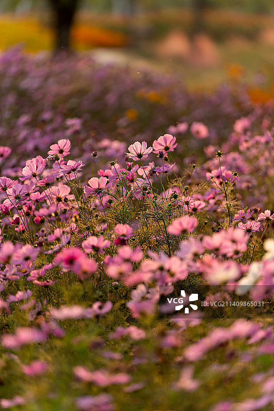 大波斯菊秋英图片素材
