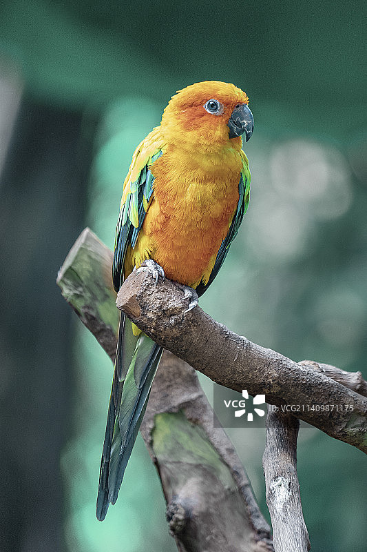鸟栖息在树枝上的特写镜头图片素材