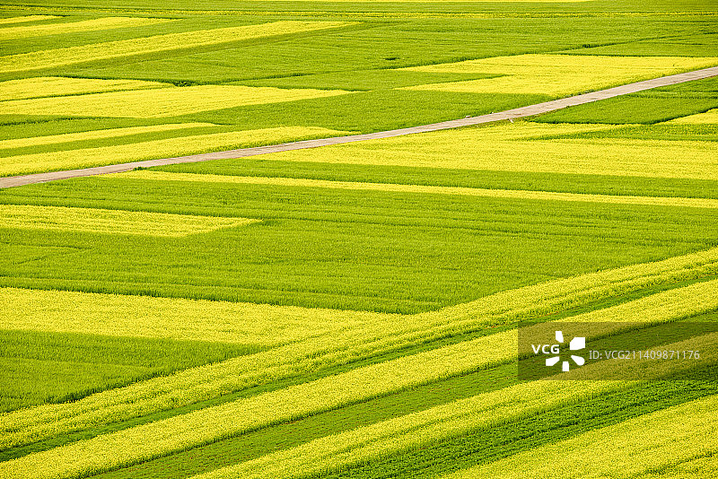 门源油菜花图片素材