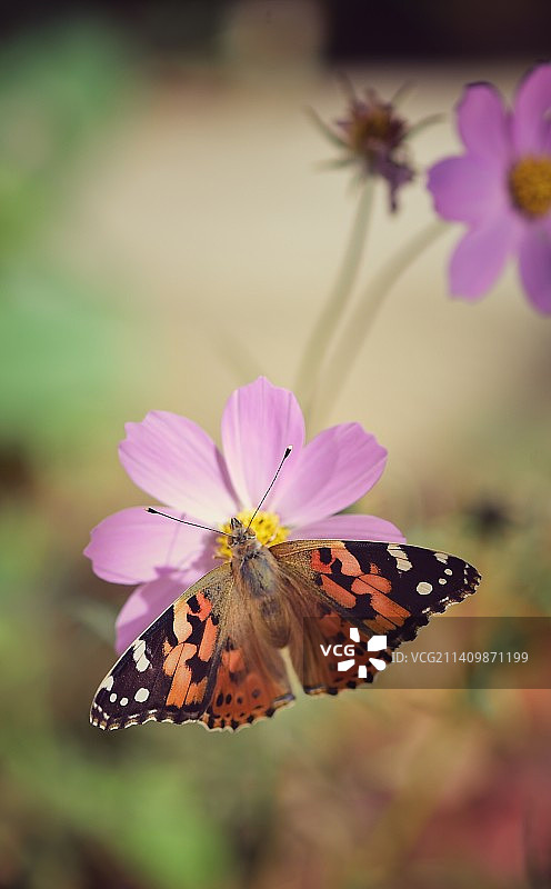 蝶之恋图片素材