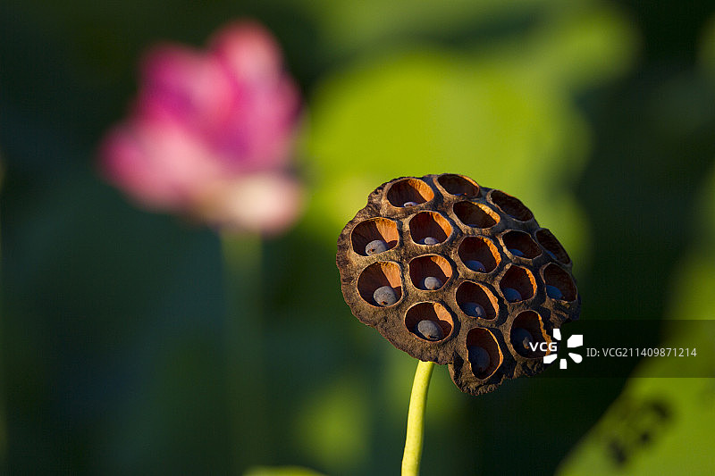 荷残之美——一叶一瓣总关情图片素材