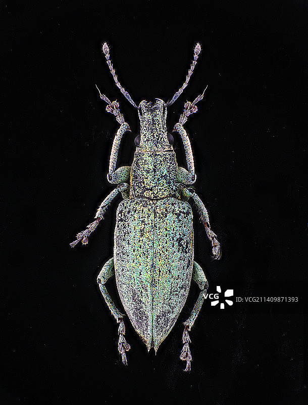 绿鳞象甲图片素材