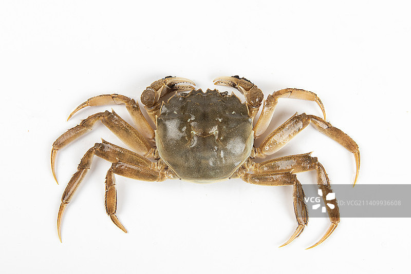 白色背景上一只活的螃蟹大闸蟹图片素材