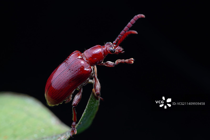 还是让我走吧（负泥甲虫）图片素材