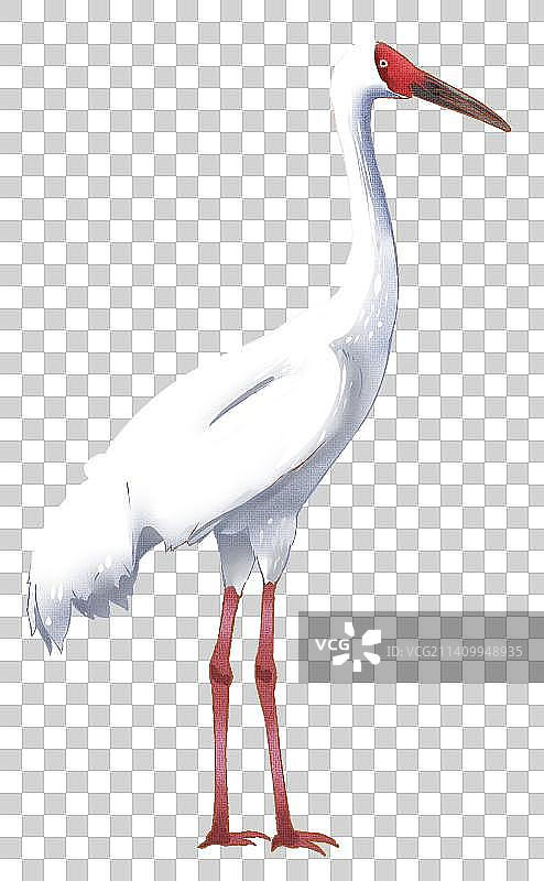 白鹤图片素材