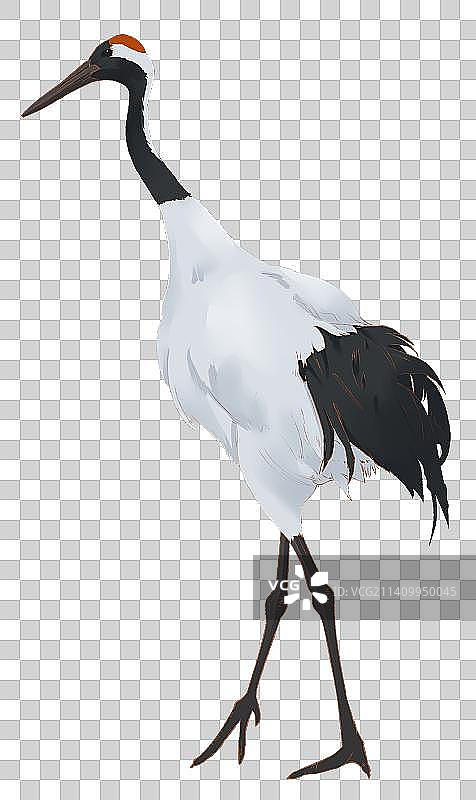 丹顶鹤元素1图片素材