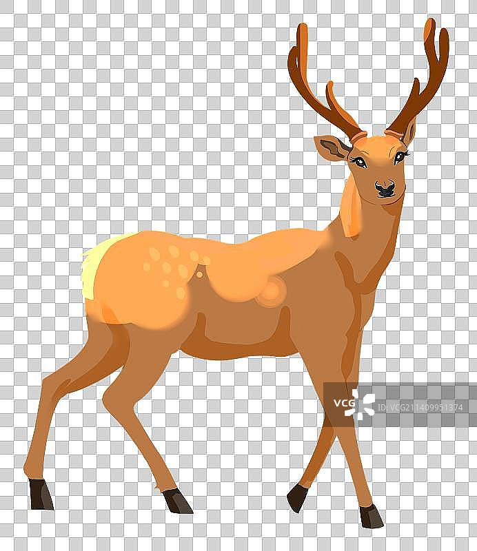 梅花鹿雄鹿图片素材