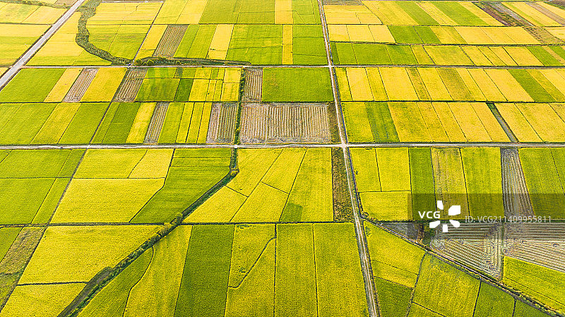 金色稻田图片素材