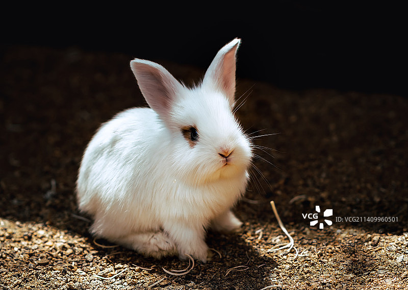 兔子坐在地上的特写图片素材