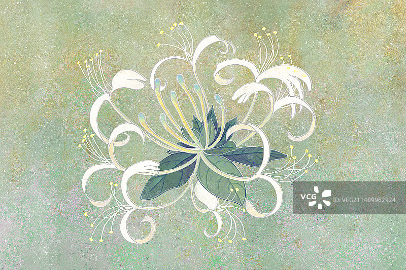 肌理岩彩风格植物系列金银花图片素材