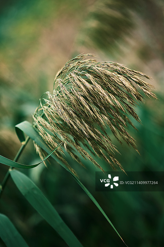 芦苇在野外生长的特写镜头图片素材