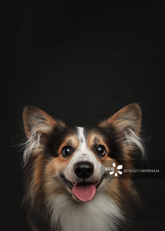 柯基犬肖像图片素材