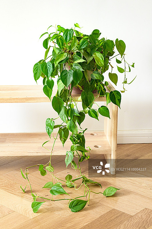 室内绿植花叶绿萝图片素材