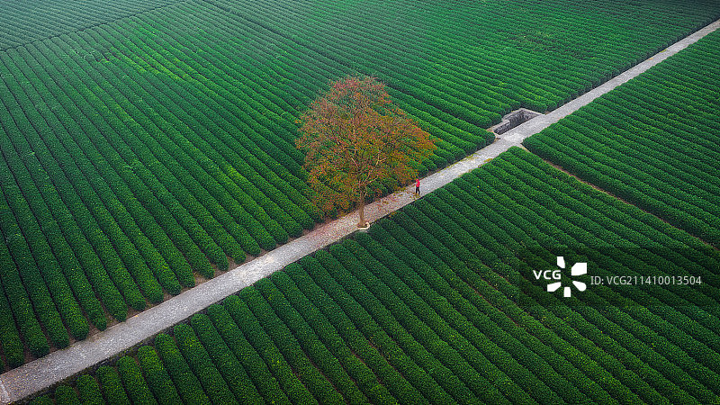 龙井茶园最孤独的树图片素材