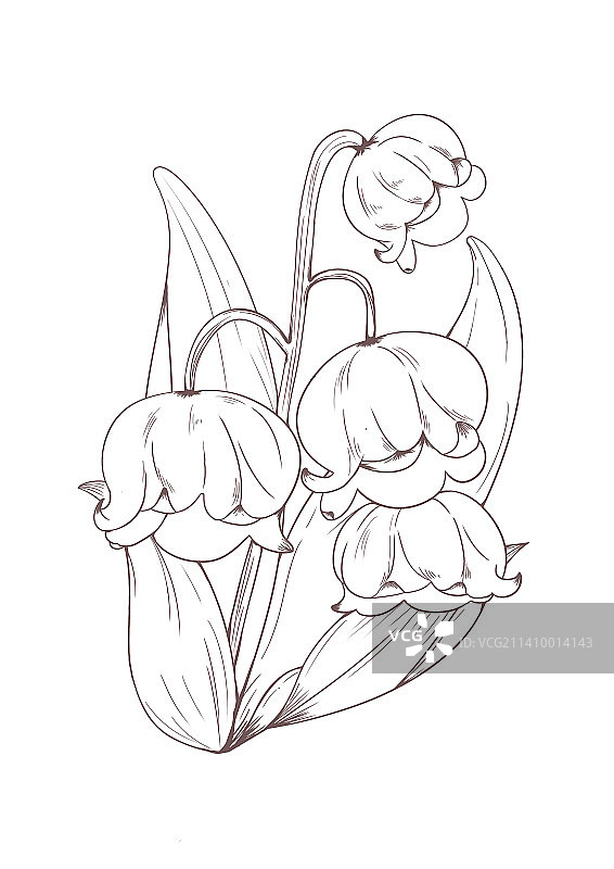 铃兰花线性插画图片素材