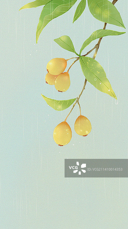 插画夏天国风枇杷图片素材