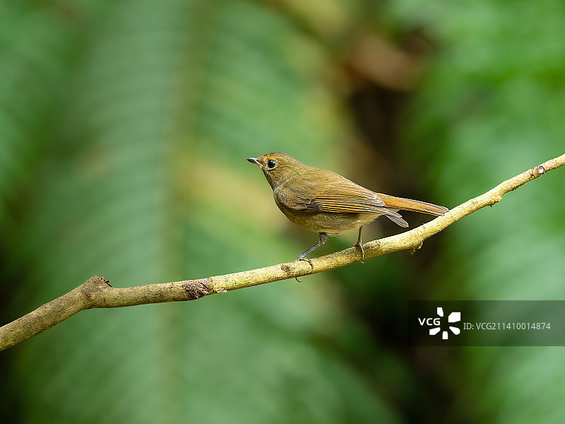 棕腹大仙鹟图片素材