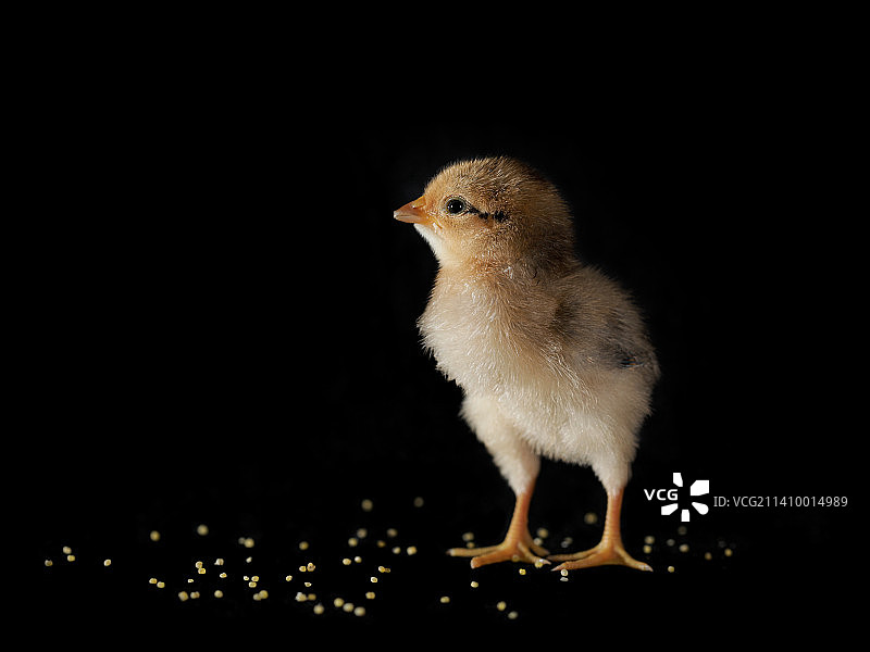 小鸡宝图片素材