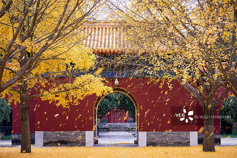 北京中山公园社稷坛银杏图片素材