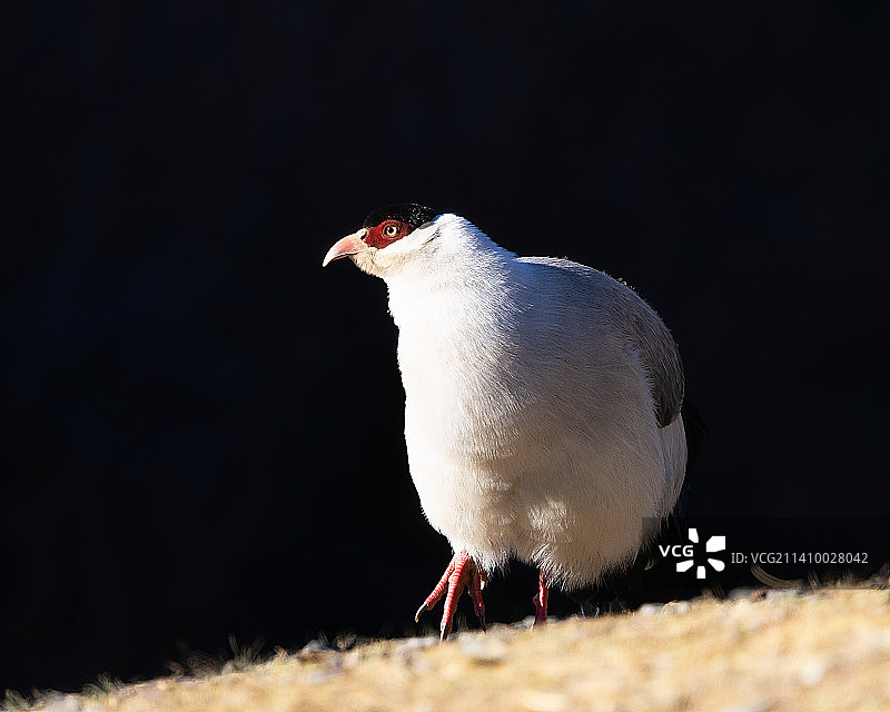 高山白马鸡图片素材