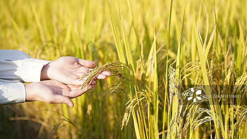 稻香，稻田童话图片素材