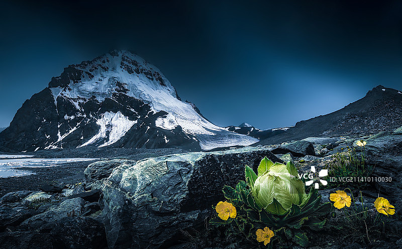 雪山 雪莲图片素材