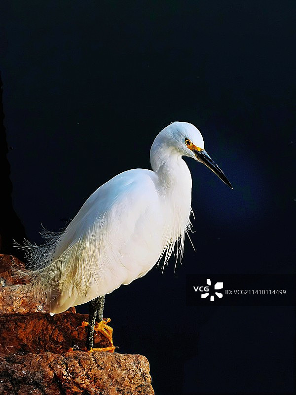 白鹭特写图片素材