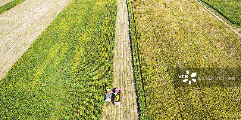 内蒙古呼和浩特市秋天里收割机收割用于青贮的玉米作业航拍图片素材
