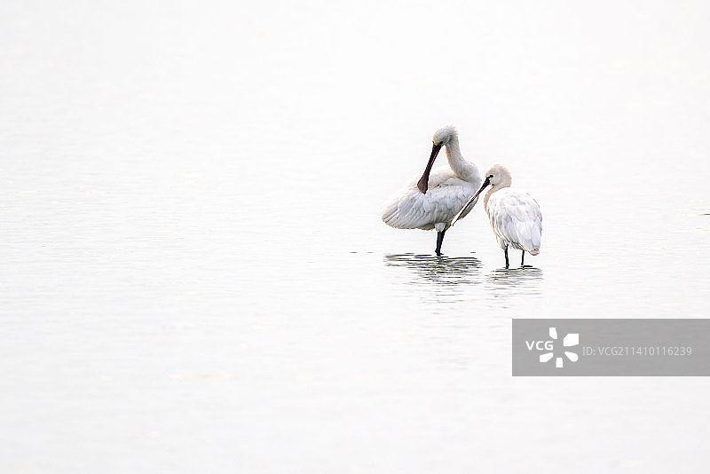 白琵鹭图片素材