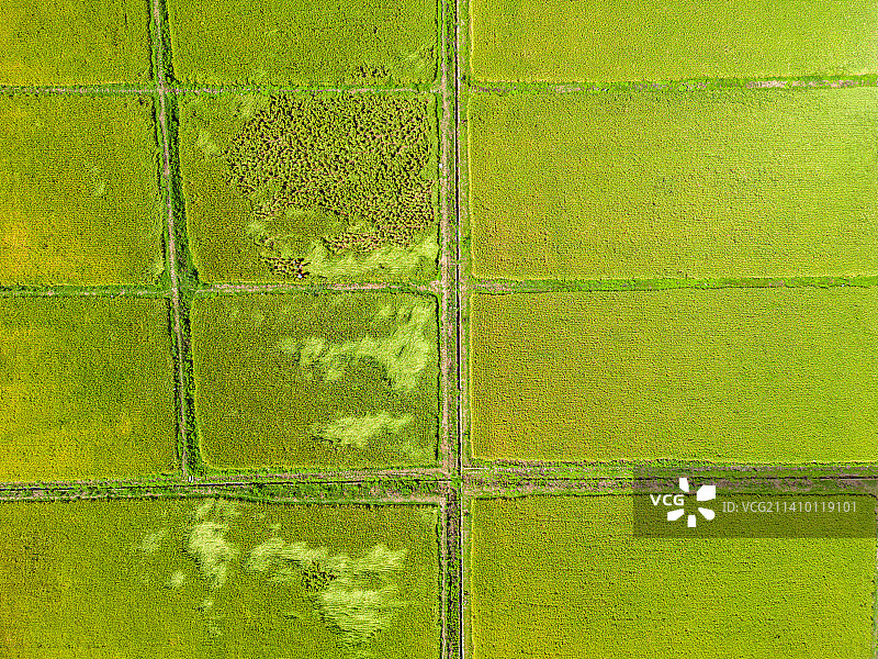 深圳光明小镇欢乐田园稻田图片素材