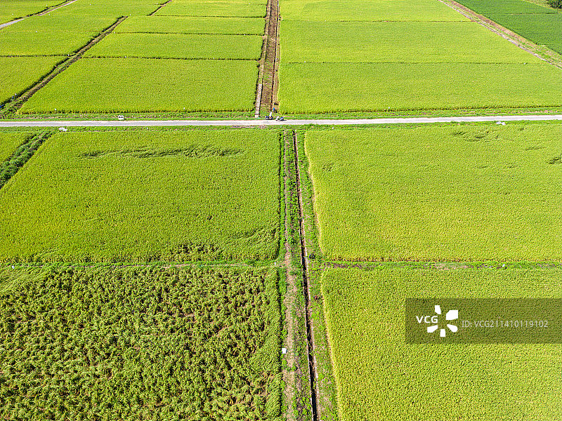 深圳光明小镇欢乐田园稻田图片素材