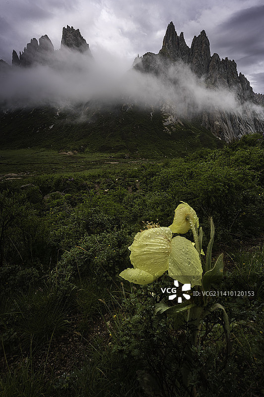 高地绿绒蒿图片素材